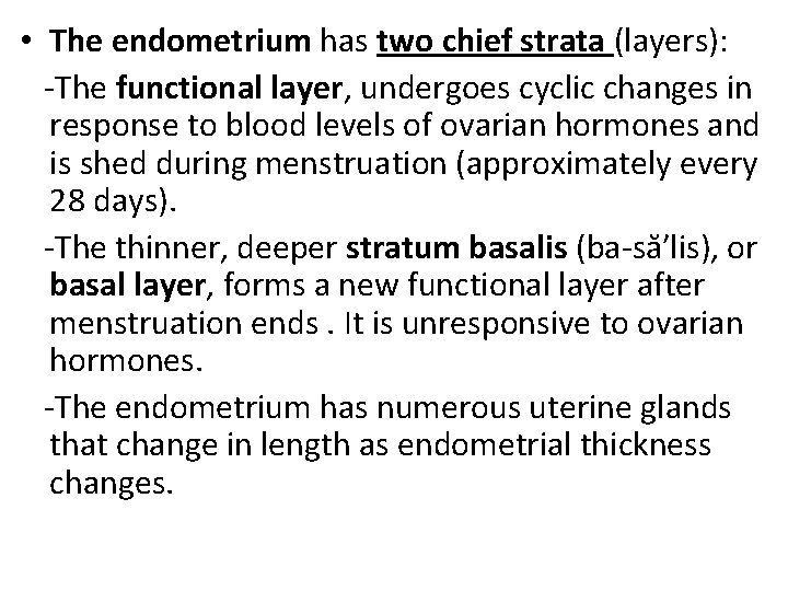 • The endometrium has two chief strata (layers): -The functional layer, undergoes cyclic • The endometrium has two chief strata (layers): -The functional layer, undergoes cyclic