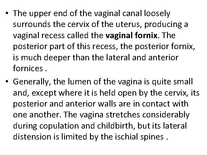  • The upper end of the vaginal canal loosely surrounds the cervix of