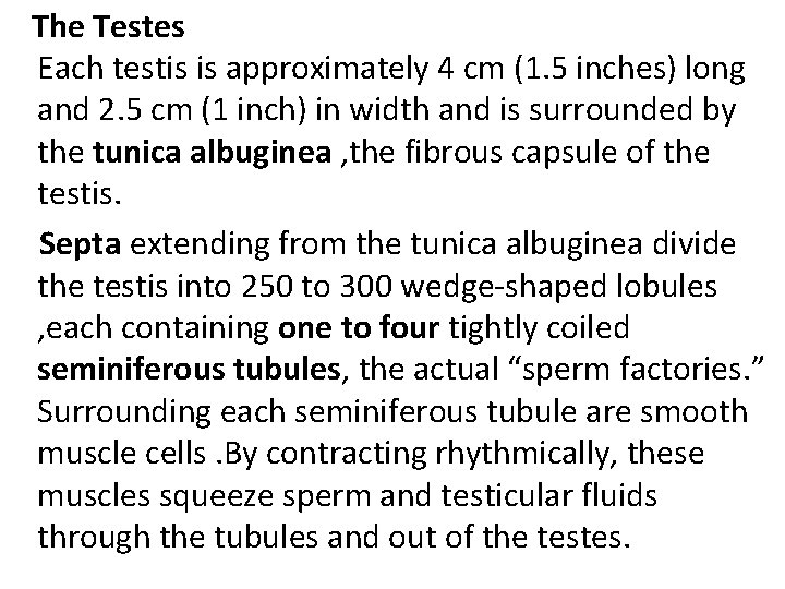  The Testes Each testis is approximately 4 cm (1. 5 inches) long and