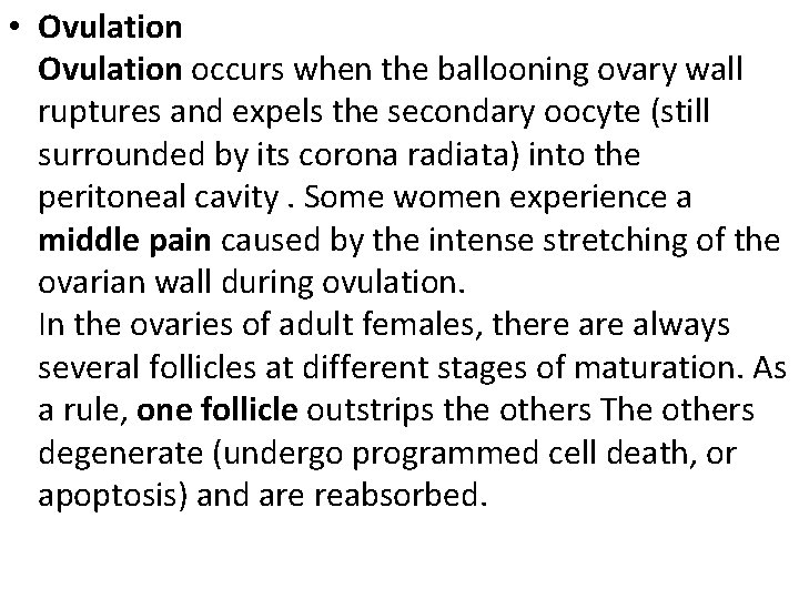 • Ovulation occurs when the ballooning ovary wall ruptures and expels the secondary • Ovulation occurs when the ballooning ovary wall ruptures and expels the secondary
