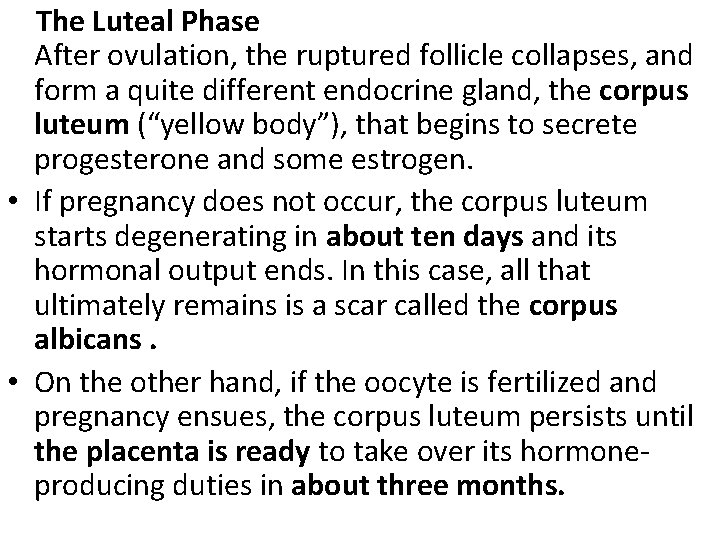 The Luteal Phase After ovulation, the ruptured follicle collapses, and form a quite The Luteal Phase After ovulation, the ruptured follicle collapses, and form a quite