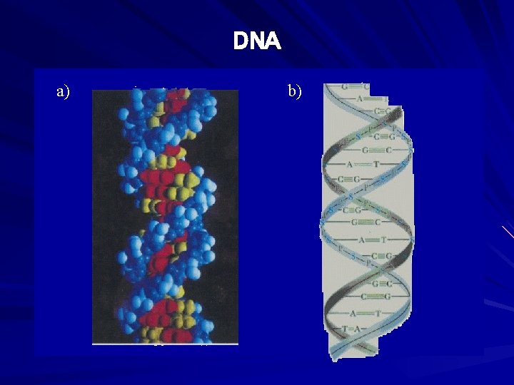 DNA a) b) 