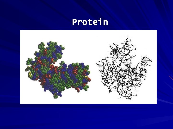 Protein 