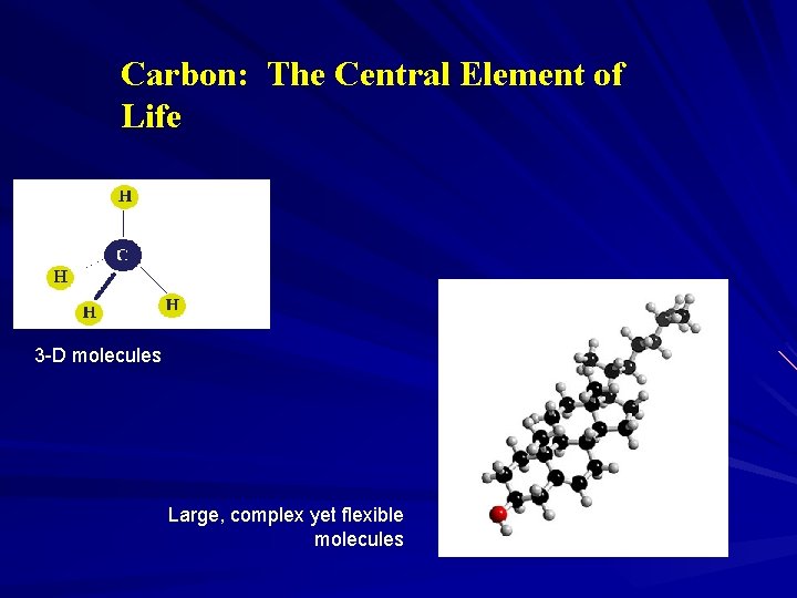 Carbon: The Central Element of Life 3 -D molecules Large, complex yet flexible molecules