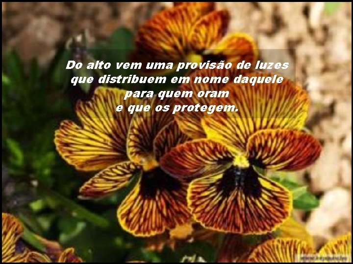 Do alto vem uma provisão de luzes que distribuem em nome daquele para quem