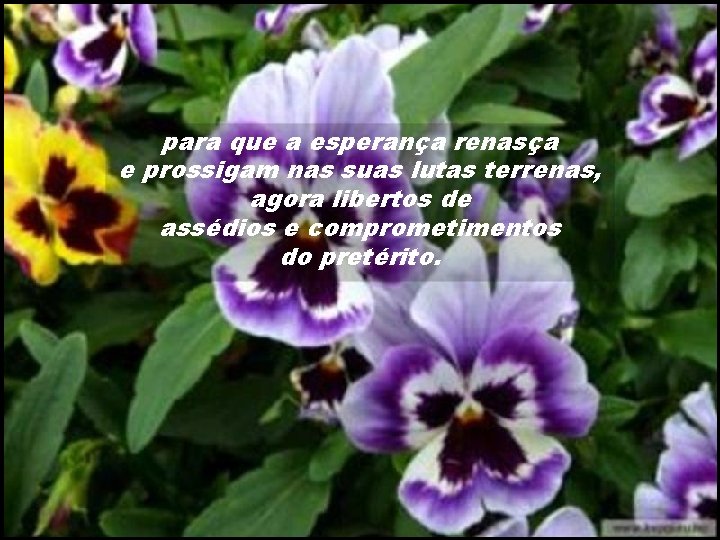para que a esperança renasça e prossigam nas suas lutas terrenas, agora libertos de