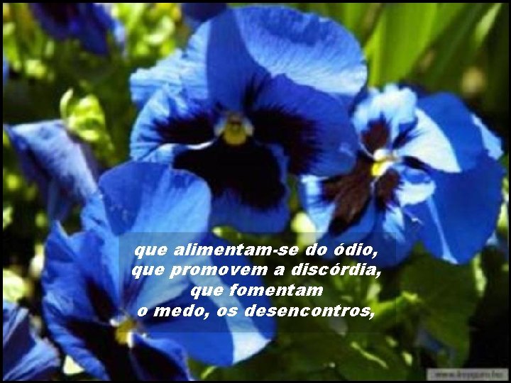 que alimentam-se do ódio, que promovem a discórdia, que fomentam o medo, os desencontros,