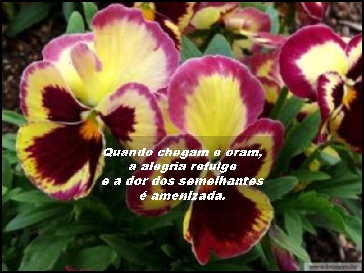 Quando chegam e oram, a alegria refulge e a dor dos semelhantes é amenizada.