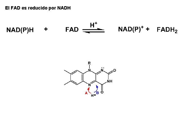 El FAD es reducido por NADH El FAD es reducido por NADH