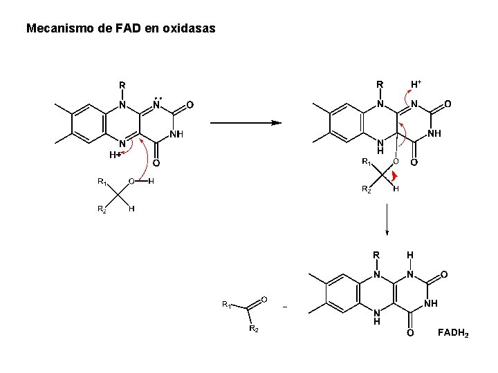 Mecanismo de FAD en oxidasas Mecanismo de FAD en oxidasas