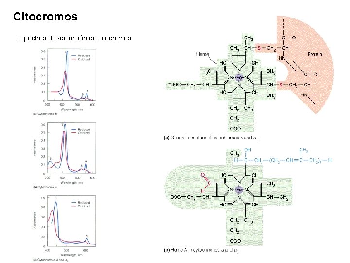 Citocromos Espectros de absorción de citocromos Citocromos Espectros de absorción de citocromos
