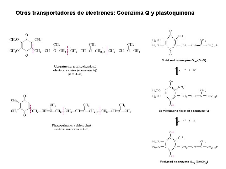 Otros transportadores de electrones: Coenzima Q y plastoquinona Otros transportadores de electrones: Coenzima Q y plastoquinona