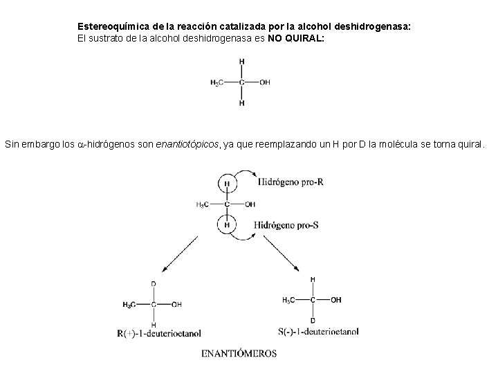 Estereoquímica de la reacción catalizada por la alcohol deshidrogenasa: El sustrato de la alcohol Estereoquímica de la reacción catalizada por la alcohol deshidrogenasa: El sustrato de la alcohol