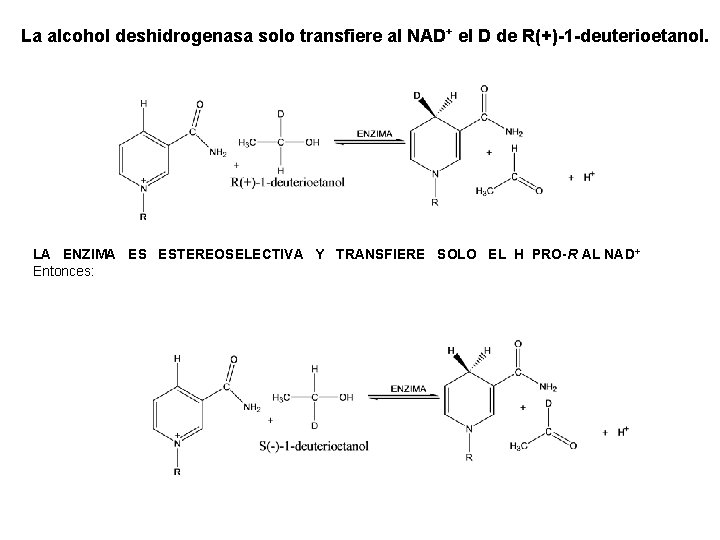 La alcohol deshidrogenasa solo transfiere al NAD+ el D de R(+)-1 -deuterioetanol. LA ENZIMA La alcohol deshidrogenasa solo transfiere al NAD+ el D de R(+)-1 -deuterioetanol. LA ENZIMA