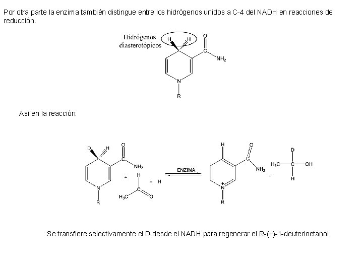Por otra parte la enzima también distingue entre los hidrógenos unidos a C-4 del Por otra parte la enzima también distingue entre los hidrógenos unidos a C-4 del