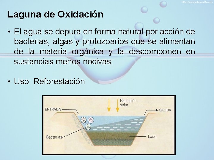 Laguna de Oxidación • El agua se depura en forma natural por acción de