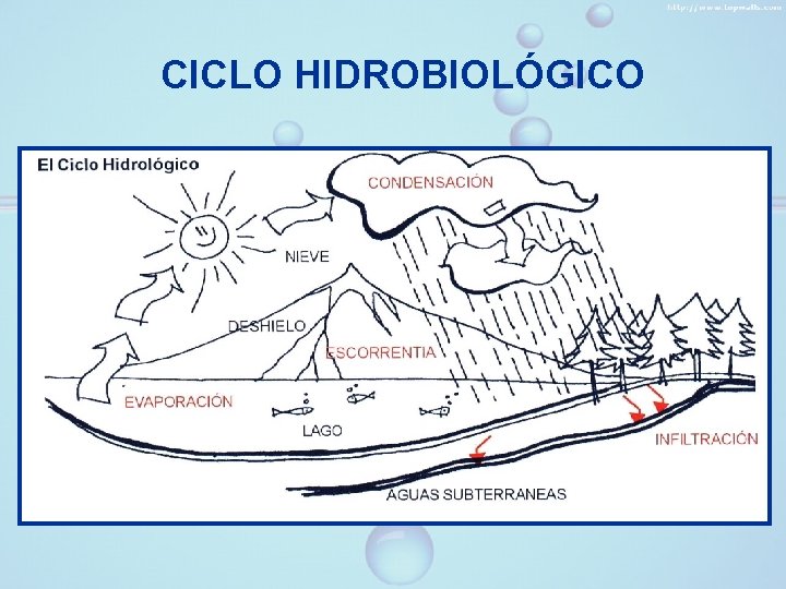 CICLO HIDROBIOLÓGICO 