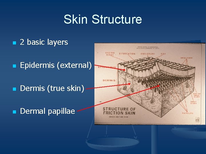 Skin Structure n 2 basic layers n Epidermis (external) n Dermis (true skin) n