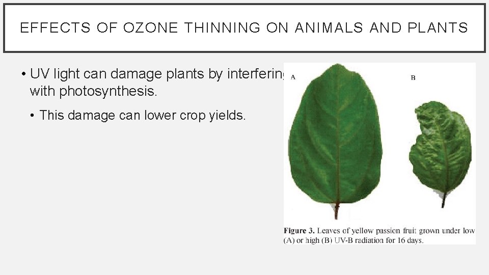 EFFECTS OF OZONE THINNING ON ANIMALS AND PLANTS • UV light can damage plants
