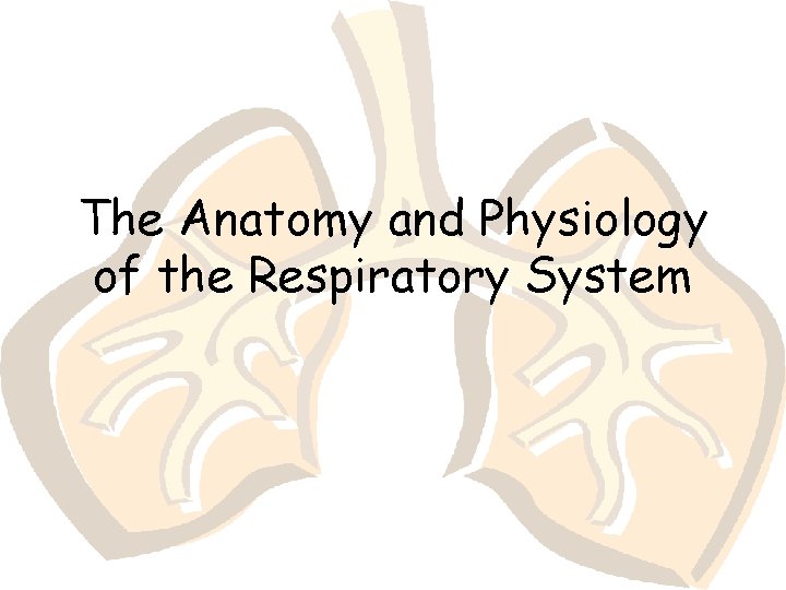 The Anatomy and Physiology of the Respiratory System 