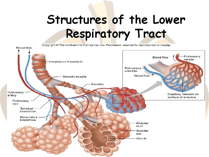 Structures of the Lower Respiratory Tract 