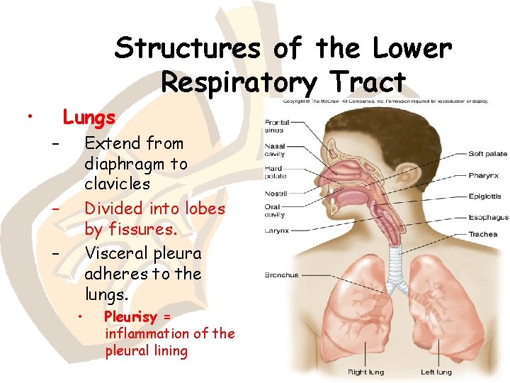 Structures of the Lower Respiratory Tract • Lungs – Extend from diaphragm to clavicles
