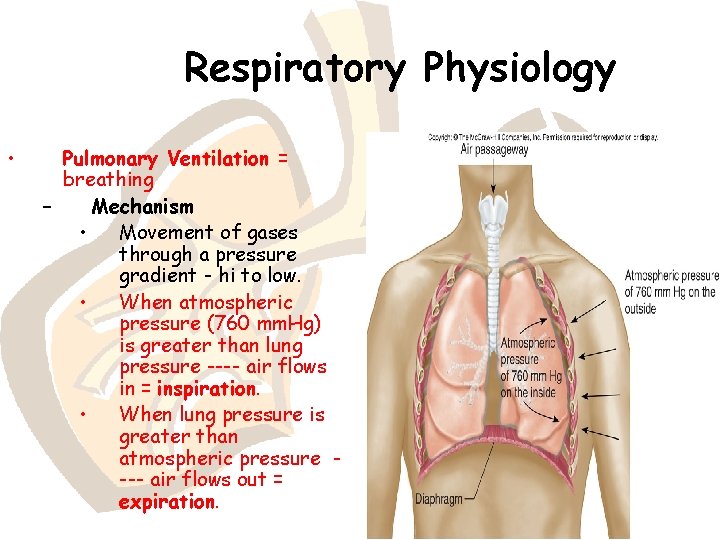 Respiratory Physiology • Pulmonary Ventilation = breathing – Mechanism • Movement of gases through