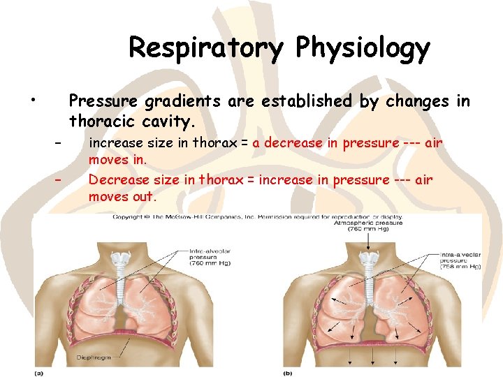 Respiratory Physiology • Pressure gradients are established by changes in thoracic cavity. – –
