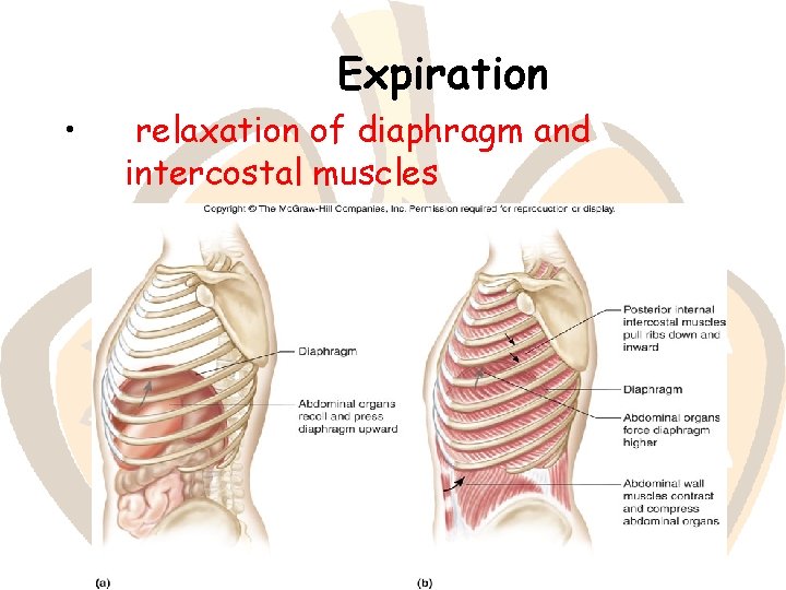 Expiration • relaxation of diaphragm and intercostal muscles 