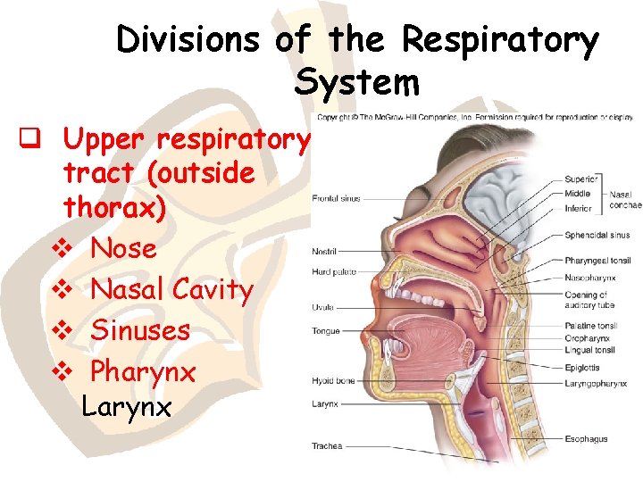Divisions of the Respiratory System q Upper respiratory tract (outside thorax) v Nose v
