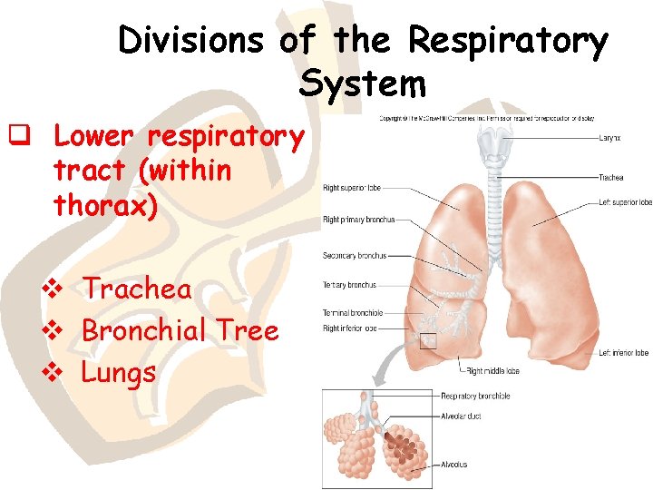 Divisions of the Respiratory System q Lower respiratory tract (within thorax) v Trachea v