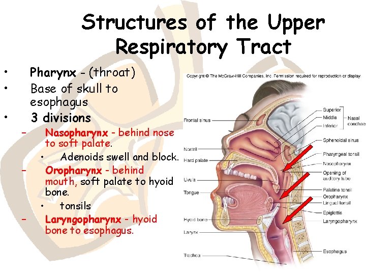 Structures of the Upper Respiratory Tract • • • – – – Pharynx -