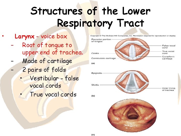 Structures of the Lower Respiratory Tract • Larynx - voice box – Root of