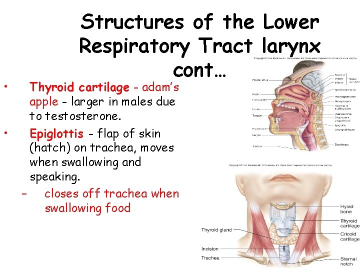  • • Structures of the Lower Respiratory Tract larynx cont… Thyroid cartilage -