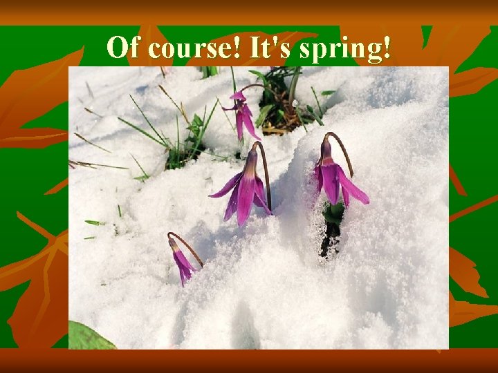 Of course! It's spring! Of course! It's spring!