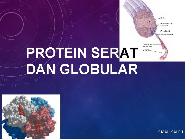 PROTEIN SERAT DAN GLOBULAR ISMAIL SALEH 