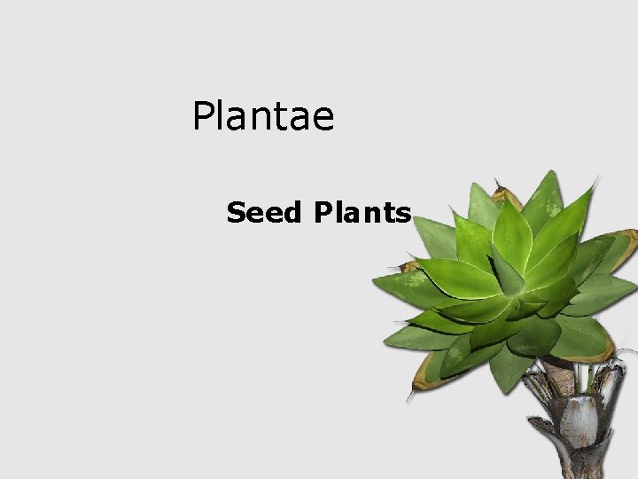 Plantae Seed Plants 