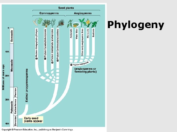 Phylogeny 