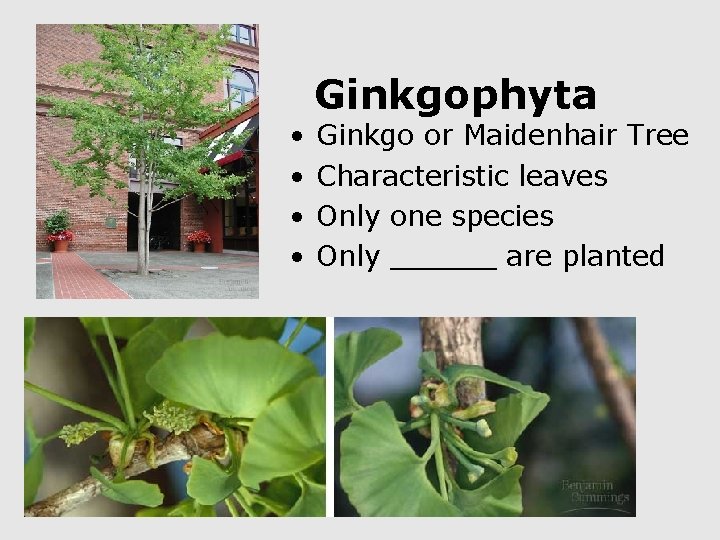  • • Ginkgophyta Ginkgo or Maidenhair Tree Characteristic leaves Only one species Only