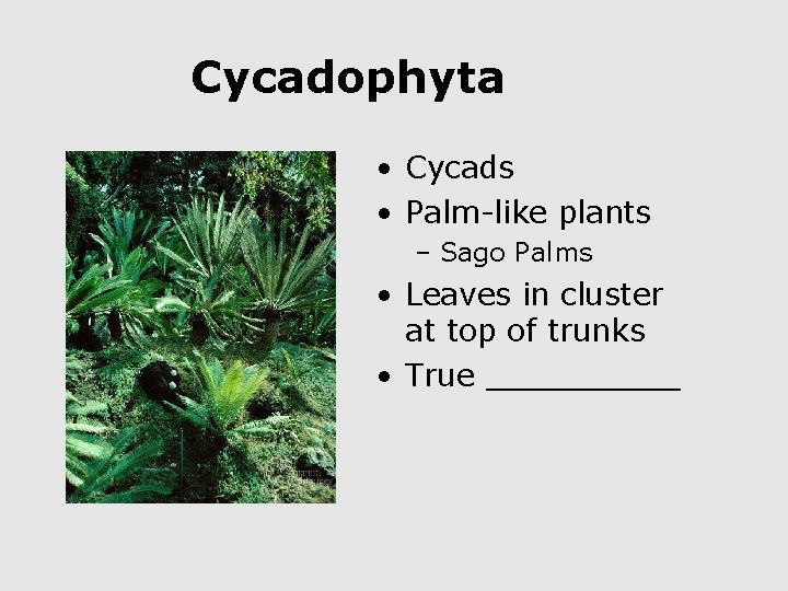 Cycadophyta • Cycads • Palm-like plants – Sago Palms • Leaves in cluster at