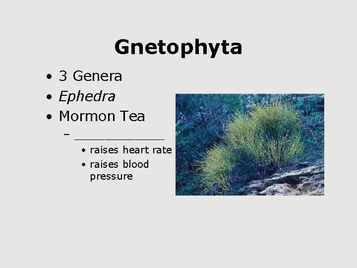Gnetophyta • 3 Genera • Ephedra • Mormon Tea – ______ • raises heart