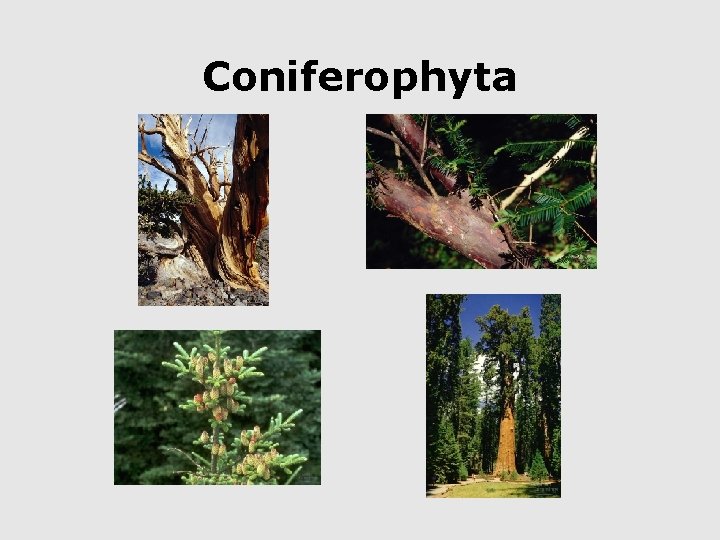 Coniferophyta 