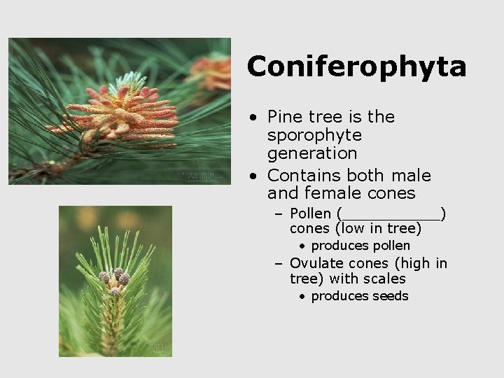 Coniferophyta • Pine tree is the sporophyte generation • Contains both male and female