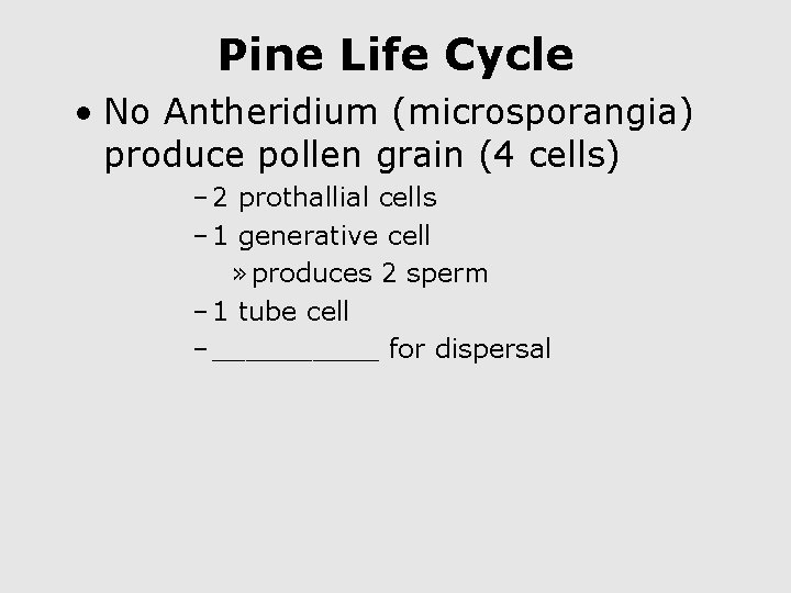 Pine Life Cycle • No Antheridium (microsporangia) produce pollen grain (4 cells) – 2