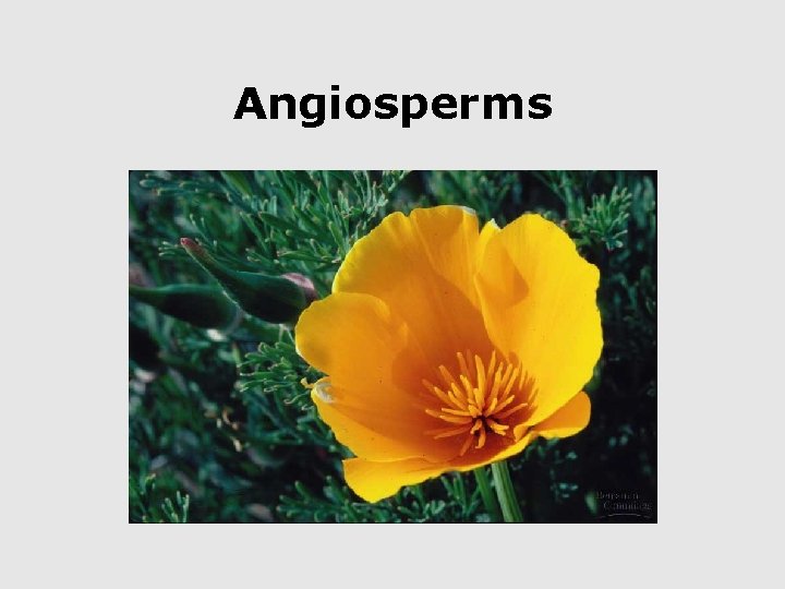 Angiosperms 