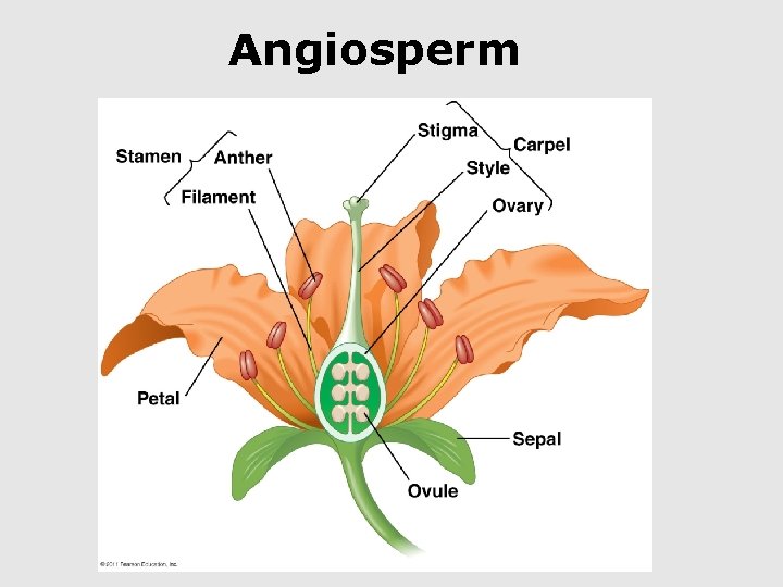 Angiosperm 