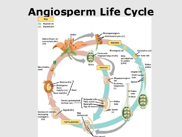 Angiosperm Life Cycle 