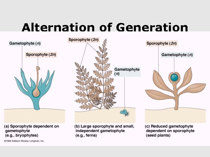 Alternation of Generation 