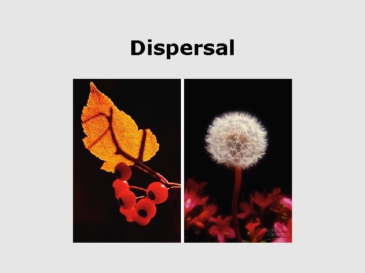 Dispersal 