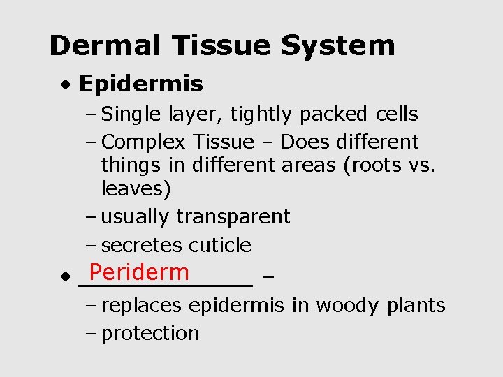 Dermal Tissue System • Epidermis – Single layer, tightly packed cells – Complex Tissue